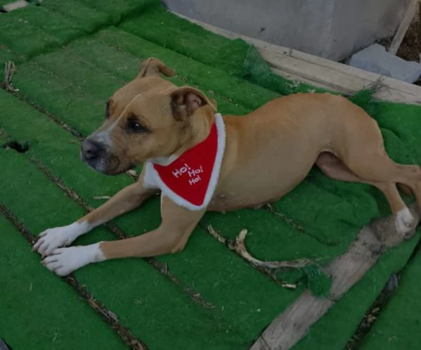 Pitbull femmina 9anni nessuno l ha considerataSICILIA | Foto 1