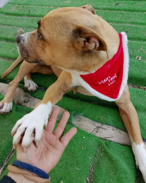 Pitbull femmina 9anni nessuno l ha considerataSICILIA | Foto 0