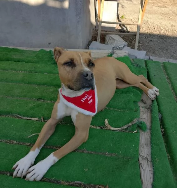 Pitbull femmina 9anni nessuno l ha considerataSICILIA