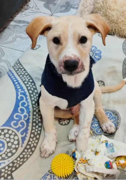 3mesi color biscotto tg media futura pronto x partire | Foto 6