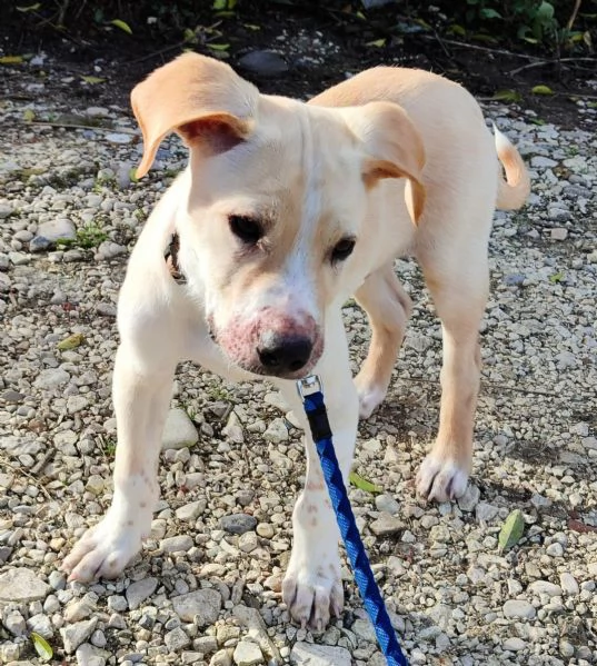 3mesi color biscotto tg media futura pronto x partire | Foto 5