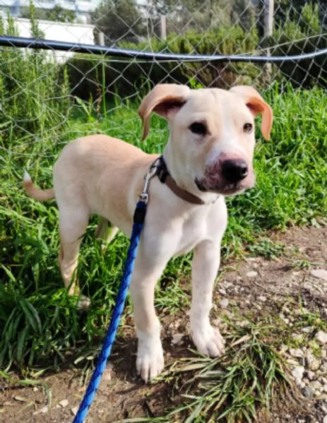 3mesi color biscotto tg media futura pronto x partire | Foto 4