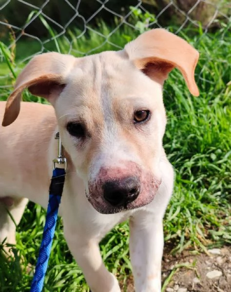 3mesi color biscotto tg media futura pronto x partire