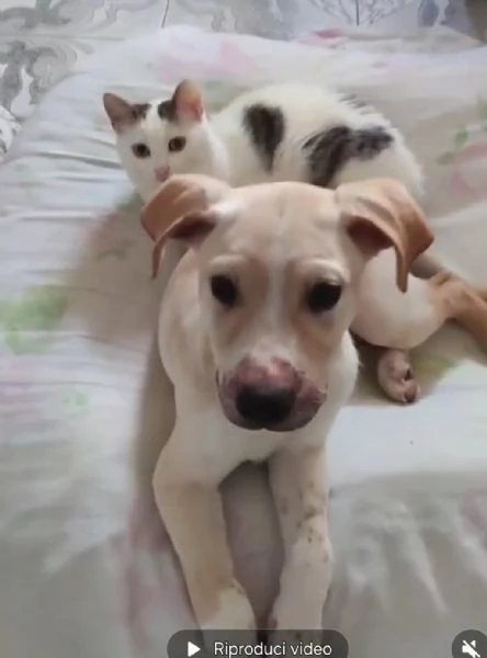 3mesi color biscotto tg media futura pronto x partire | Foto 3