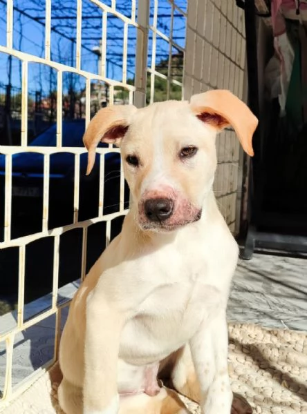 3mesi color biscotto tg media futura pronto x partire | Foto 1