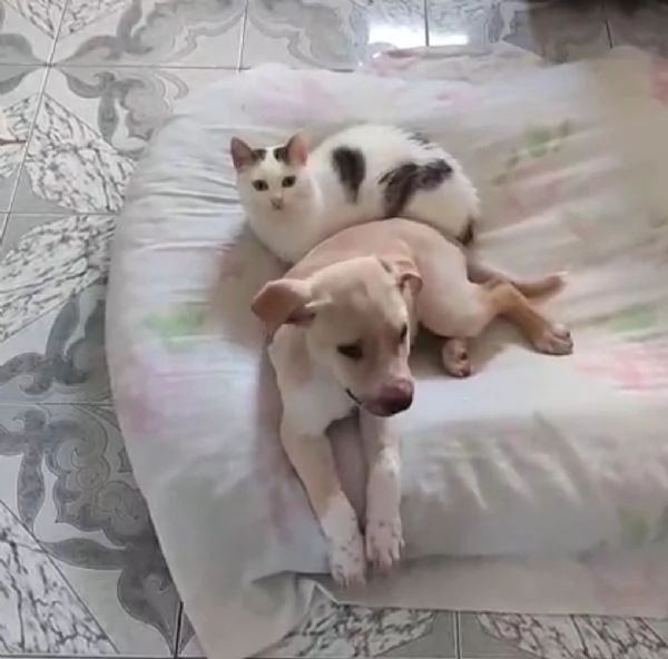 3mesi color biscotto tg media futura pronto x partire | Foto 0