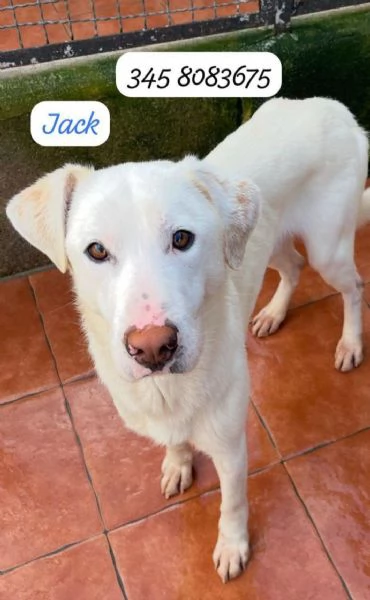 1anno bellissimo kg15 fra 7gg entreragrave in 1pessimo canile