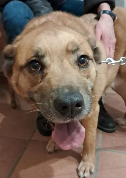 Femmina 6anni RINUNCIA DI PROPRIETagrave AREZZO