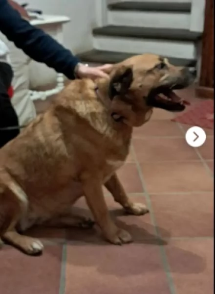 Femmina 6anni RINUNCIA DI PROPRIETagrave AREZZO | Foto 2