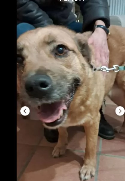 Femmina 6anni RINUNCIA DI PROPRIETagrave AREZZO | Foto 0