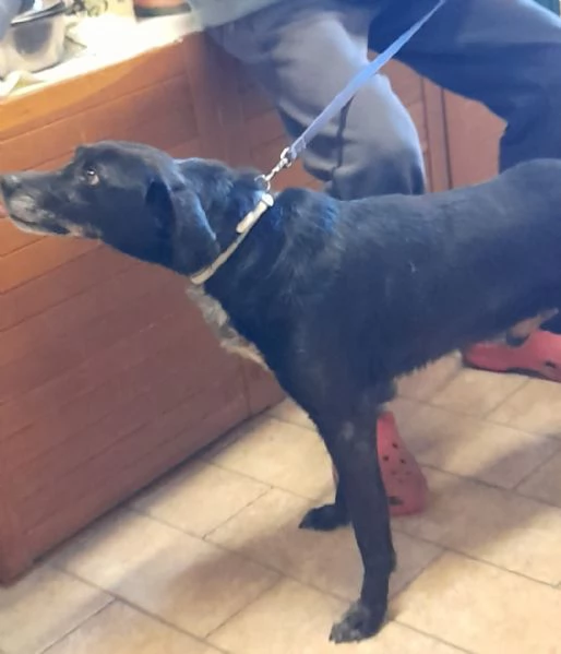 Mozart 6anni nero STAVA X ENTRARE IN 1LAGER EMILIA  | Foto 0