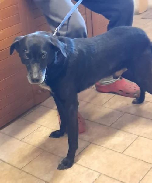 Mozart 6anni nero STAVA X ENTRARE IN 1LAGER EMILIA 