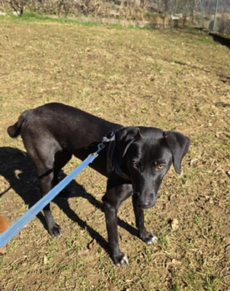 Femmina15mesi BERGAMO