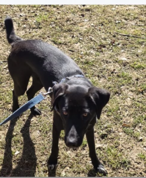 Femmina15mesi BERGAMO | Foto 2