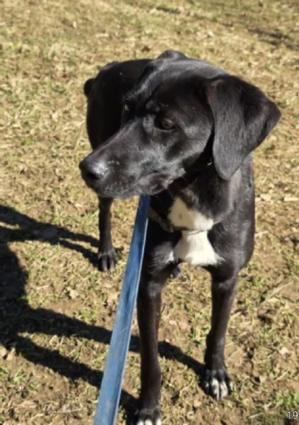 Femmina15mesi BERGAMO | Foto 1