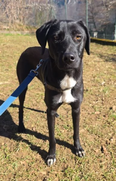 Femmina15mesi BERGAMO | Foto 0