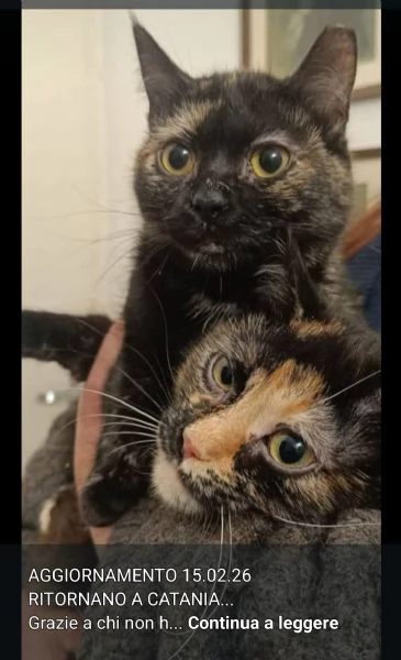 2micie squamine 18mesi 1anno in bagno MILANO URGENTE