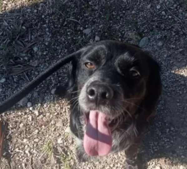 Breton quasi 3anni tristemente in canile   | Foto 2