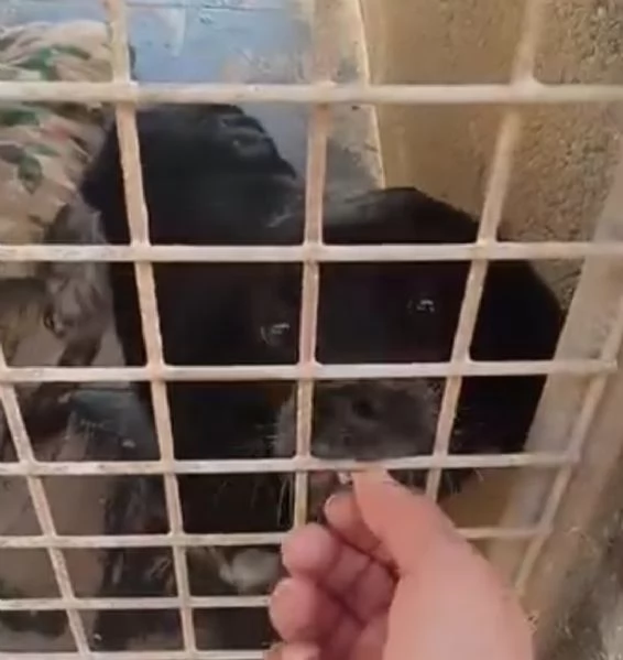 Breton quasi 3anni tristemente in canile   | Foto 1