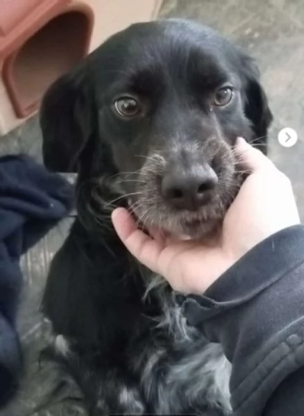 Breton quasi 3anni tristemente in canile   | Foto 0