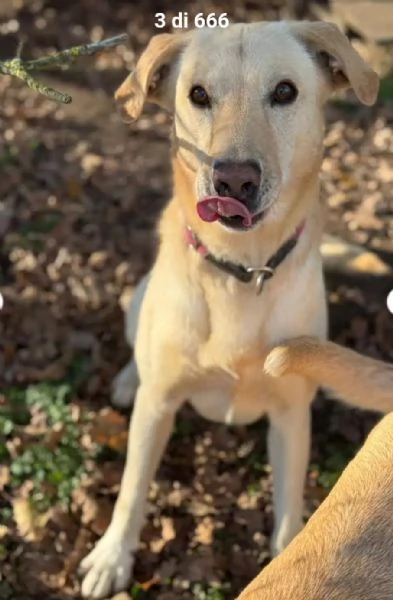 Vasco 4anni tg contenuta sbattuto di qua e di lagrave LOMBARDIA