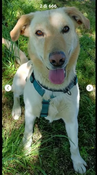 Vasco 4anni tg contenuta sbattuto di qua e di lagrave LOMBARDIA | Foto 1