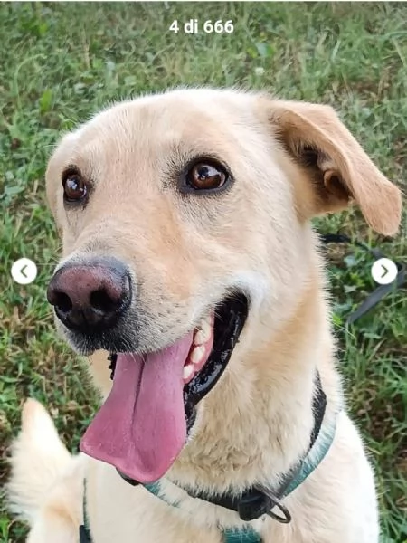 Vasco 4anni tg contenuta sbattuto di qua e di lagrave LOMBARDIA | Foto 0