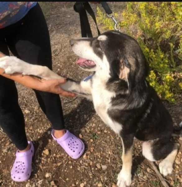 Mix Australian Shepherd 11mesi nessuno ha chiamato x lui | Foto 3
