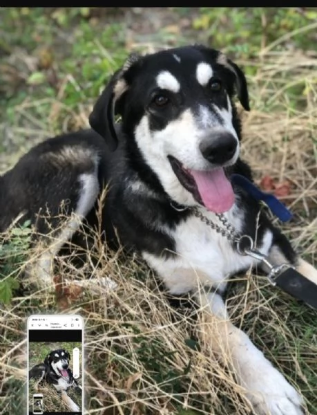 Mix Australian Shepherd 11mesi nessuno ha chiamato x lui | Foto 2