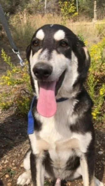 Mix Australian Shepherd 11mesi nessuno ha chiamato x lui | Foto 1