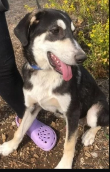 Mix Australian Shepherd 11mesi nessuno ha chiamato x lui | Foto 0