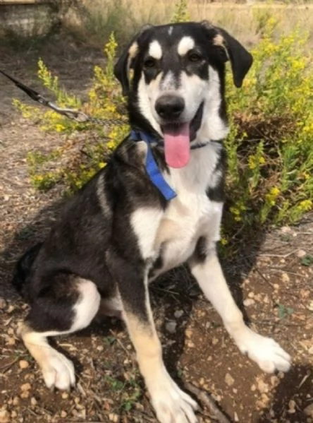 Mix Australian Shepherd 11mesi nessuno ha chiamato x lui