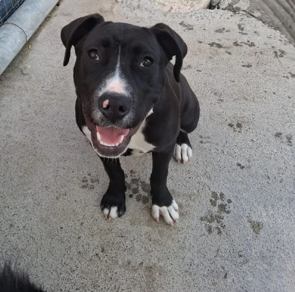 Mirtilla nerabianca 5mesi e 12 rimasta solaSICILIA | Foto 2