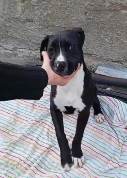 Mirtilla nerabianca 4mesi e 12 rimasta solaSICILIA | Foto 0