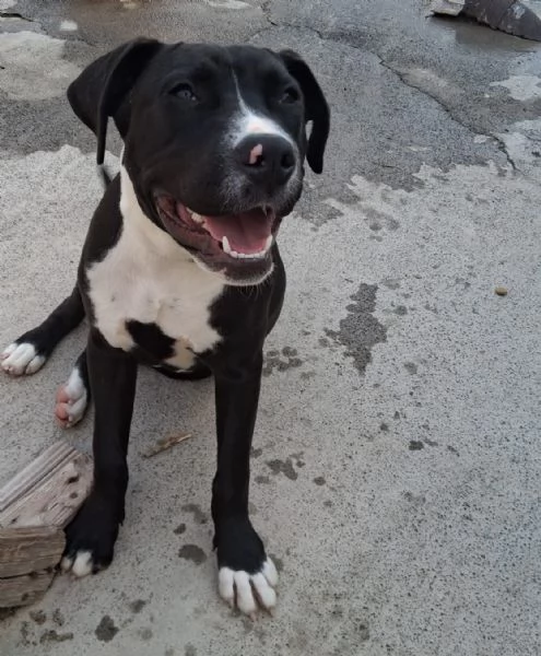 Mirtilla nerabianca 5mesi e 12 rimasta solaSICILIA | Foto 1