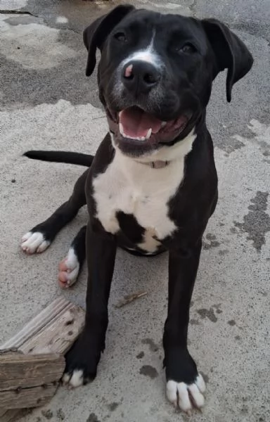 Mirtilla nerabianca 5mesi e 12 rimasta solaSICILIA | Foto 0