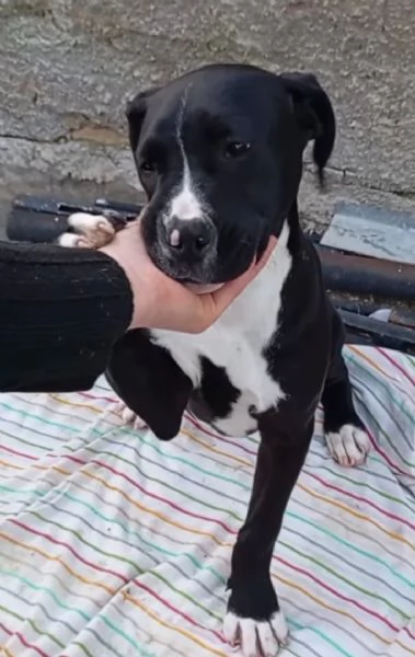 Mirtilla nerabianca 4mesi e 12 rimasta solaSICILIA