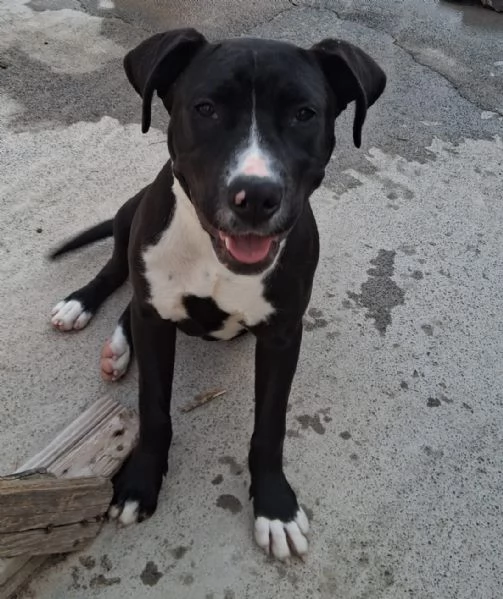 Mirtilla nerabianca 5mesi e 12 rimasta solaSICILIA