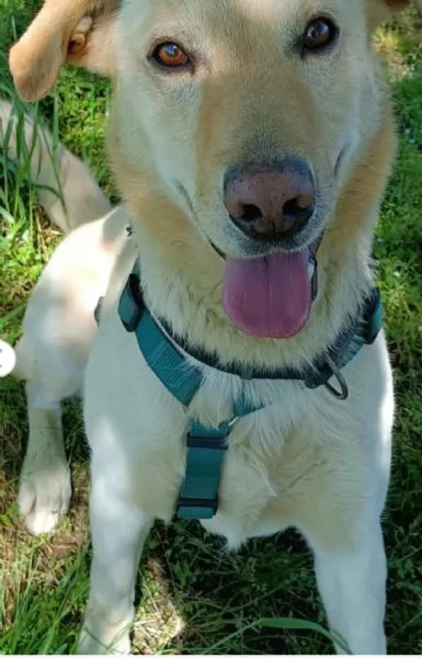 Vasco 4anni non ha mai avuto una casa MILANO | Foto 0