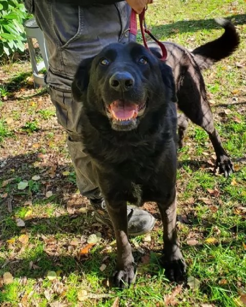 Total black5annitg grandenessuno lo vorragrave MOLISE  | Foto 1