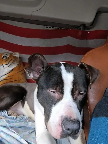 Amstaff 3anni VIVE IN 1CAMION NOVARA URGENTE