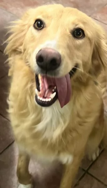 Fly femmina quasi 2anni tolta da 1canile lager | Foto 5