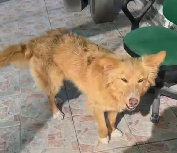 Fly femmina quasi 2anni tolta da 1canile lager | Foto 3