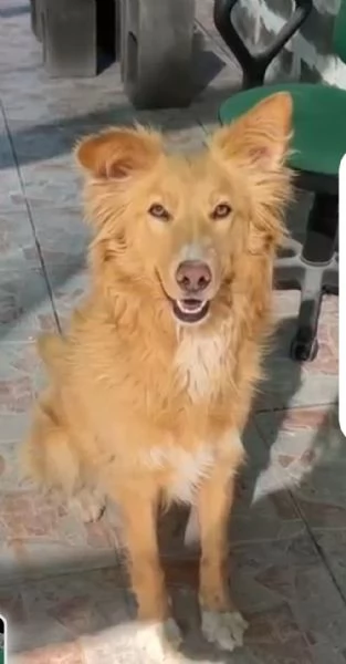 Fly femmina quasi 2anni tolta da 1canile lager | Foto 1