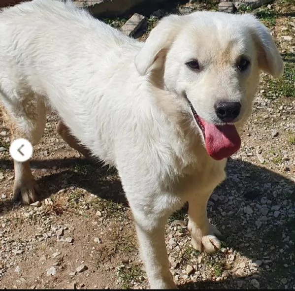 Bianca splendida 10mesi in canile da cucciola | Foto 1