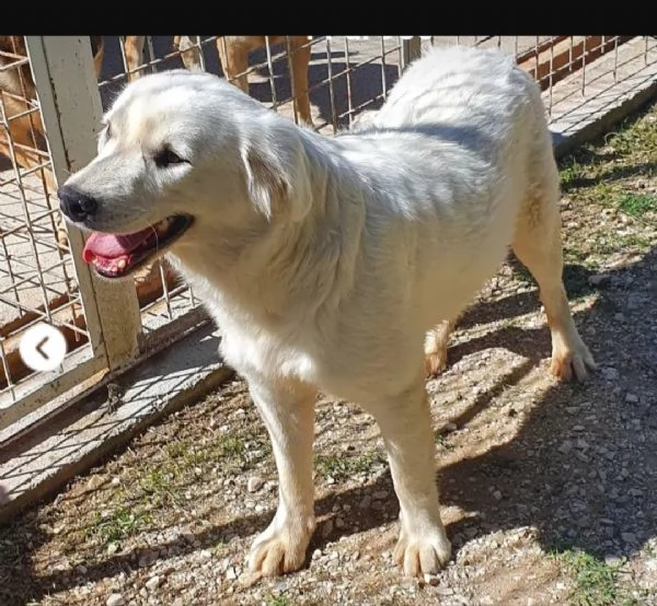 Bianca splendida 10mesi in canile da cucciola | Foto 0