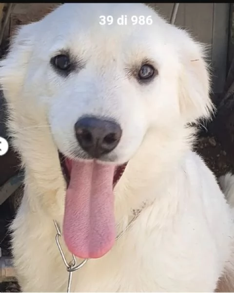 Bianca splendida 10mesi in canile da cucciola