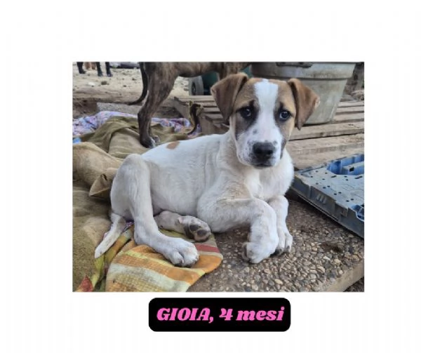 12cuccioli tg media mollati SOS URGE CASA | Foto 6