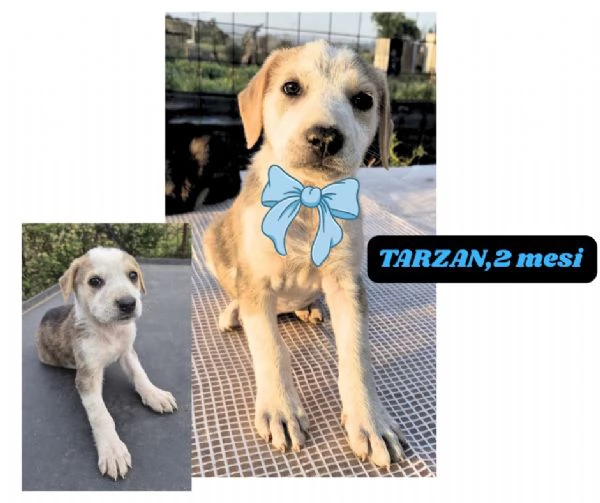 12cuccioli tg media mollati SOS URGE CASA | Foto 5