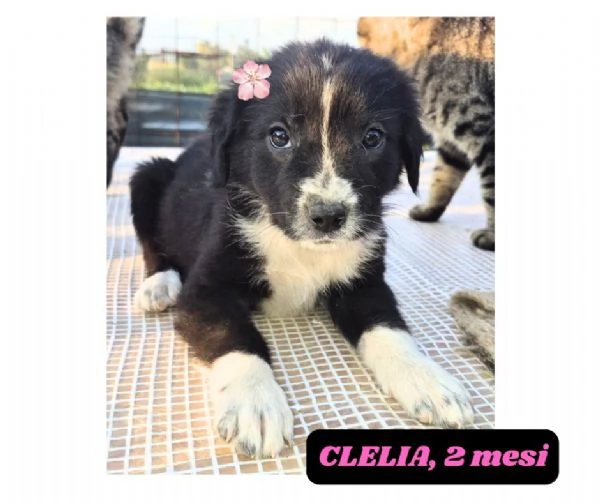 12cuccioli tg media mollati SOS URGE CASA | Foto 4